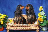 DOG 09 PE0036 01
Two Cavalier King Charles Spaniels Sitting In Dog Bed In Blue Studio By Flowers