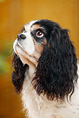 DOG 09 PE0037 01
Portrait Of Cavalier King Charles Spaniel Looking Up