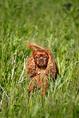DOG 09 PE0038 01
Cavalier King Charles Spaniel Standing In Tall Grass