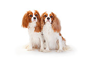 DOG 09 PE0040 01
Two Cavalier King Charles Spaniels Sitting On White Seamless