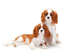 DOG 09 PE0041 01
Two Cavalier King Charles Spaniels On White Seamless