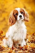 DOG 09 PE0042 01
Cavalier King Charles Spaniel Sitting In Autumn Leaves