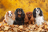 DOG 09 PE0043 01
Four Cavalier King Charles Spaniels Sitting In Autumn Leaves