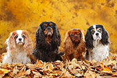DOG 09 PE0044 01
Four Cavalier King Charles Spaniels Sitting In Autumn Leaves