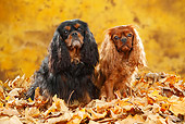 DOG 09 PE0045 01
Two Cavalier King Charles Spaniels Sitting In Autumn Leaves
