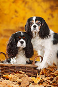 DOG 09 PE0046 01
Two Cavalier King Charles Spaniels In Basket And Autumn Leaves