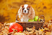 DOG 09 PE0047 01
Cavalier King Charles Spaniel Sitting In Basket With Apples, Gourd And Autumn Leaves