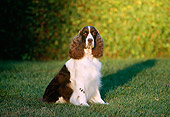 DOG 09 RK0002 04
English Springer Spaniel Sitting On Grass
