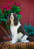 DOG 09 RK0015 03
English Springer Spaniel Sitting On Plaid Blanket By Flowers