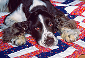 DOG 09 RK0022 05
Head Shot Of Springer Spaniel Dog Laying On Quilt