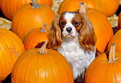 DOG 09 RK0025 02
Cavalier King Charles  Spaniel Sitting In Pumpkin Patch