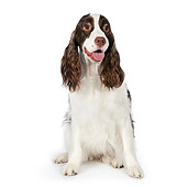 DOG 09 RK0061 01
English Springer Spaniel Sitting On White Seamless