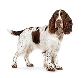 DOG 09 RK0065 01
English Springer Spaniel Standing On White Seamless