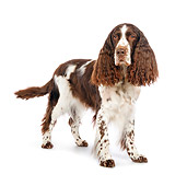 DOG 09 RK0068 01
English Springer Spaniel Standing On White Seamless