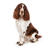 DOG 09 RK0070 01
English Springer Spaniel Sitting On White Seamless