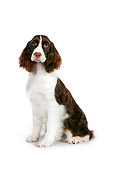 DOG 09 RK0080 01
English Springer Spaniel Sitting On White Seamless