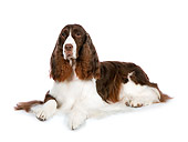 DOG 09 RK0081 01
English Springer Spaniel Laying On White Seamless