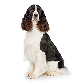 DOG 09 RK0083 01
English Springer Spaniel Sitting On White Seamless