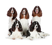 DOG 09 RK0086 01
English Springer Spaniels Sitting And Laying On White Seamless