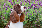 DOG 09 RK0091 01
Head Shot Of English Springer Spaniel Sitting By Lavender Flowers