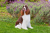 DOG 09 RK0092 01
English Springer Spaniel Sitting On Lawn By Lavender Flowers