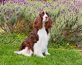 DOG 09 RK0093 01
English Springer Spaniel Sitting On Lawn By Lavender Flowers