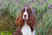 DOG 09 RK0094 01
Head Shot Of English Springer Spaniel Sitting By Lavender Flowers