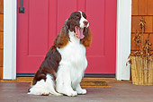 DOG 09 RK0096 01
English Springer Spaniel Sitting By Red Door Yawning