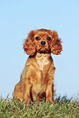 DOG 09 SS0001 01
Cavalier King Charles Spaniel Sitting On Grass