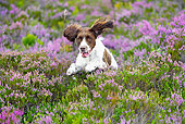 DOG 09 WF0001 01
English Springer Spaniel Running Through Heather Moor