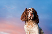 DOG 09 WF0002 01
Portrait Of English Springer Spaniel Against Sunset Sky