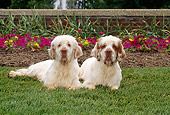 DOG 09 CE0001 01
Two Clumber Spaniels Laying On Grass In Garden