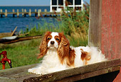 DOG 09 CE0002 01
Cavalier King Charles Spaniel Laying On Platform By Cabin And Lake