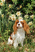 DOG 09 CE0003 01
Cavalier King Charles Spaniel Sitting On Grass By Flowers