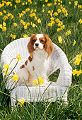 DOG 09 CE0005 01
Cavalier King Charles Spaniel Sitting In White Wicker Chair By Flowers