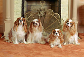 DOG 09 CE0006 01
Four Cavalier King Charles Spaniels Sitting By Fireplace