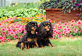 DOG 09 CE0007 01
Two Cavalier King Charles Spaniels Sitting On Grass By Pink Flowers