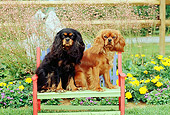 DOG 09 CE0008 01
Two Cavalier King Charles Spaniels Sitting On Bench By Flower Garden