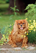 DOG 09 CE0010 01
Cavalier King Charles Spaniel Sitting By Yellow Flowers