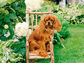 DOG 09 CE0011 01
Cavalier King Charles Spaniel Sitting On Wooden Chair In Flower Garden