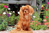 DOG 09 CE0012 01
Cavalier King Charles Spaniel Sitting On Wicker Stool By Flowers
