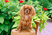 DOG 09 CE0014 01
Cavalier King Charles Spaniel Sitting On Wicker Stool By Flowers