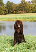 DOG 09 CE0016 01
Irish Water Spaniel Sitting In Grass By Pond And Trees
