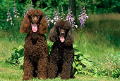 DOG 09 CE0017 01
Two Irish Water Spaniels Sitting On Grass By Lavender Flowers