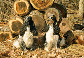DOG 09 CE0020 01
Two English Cocker Spaniels Sitting On Autumn Leaves By Woodpile