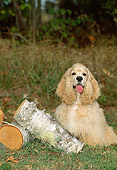 DOG 09 CE0022 01
American Cocker Spaniel Sitting By Birch Logs