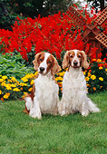 DOG 09 CE0025 01
Two Welsh Springer Spaniels Sitting On Grass By Red And Orange Flowers And Windmill