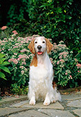 DOG 09 CE0027 01
Welsh Springer Spaniel Sitting On Paving Stones By Pink Flowers And Shrubs