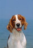 DOG 09 CE0028 01
Shoulder Shot Of Welsh Springer Spaniel Sitting In Studio
