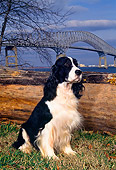 DOG 09 CE0029 01
English Springer Spaniel Sitting In Field